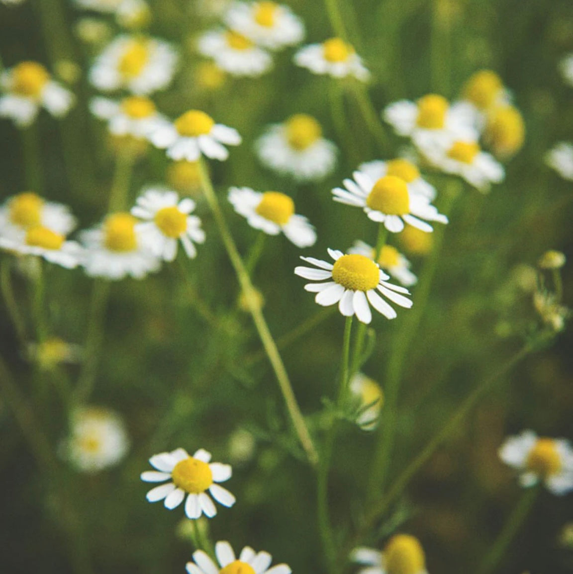 Pure Loose Chamomile Flowers